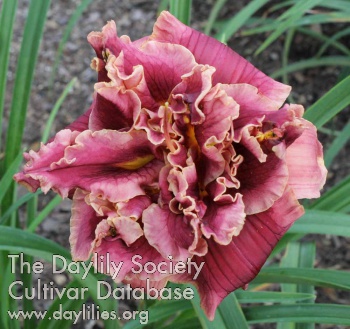 Daylily Awesome Memories
